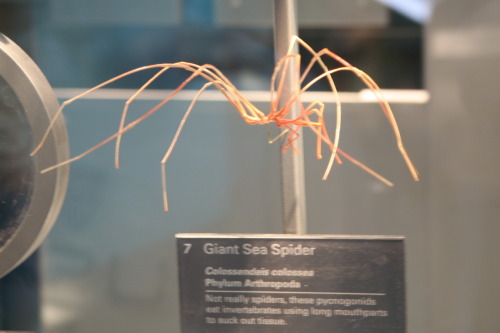 astronomy-to-zoology:“Giant Sea Spider” (Colossendeis colossea)…a large species of sea s