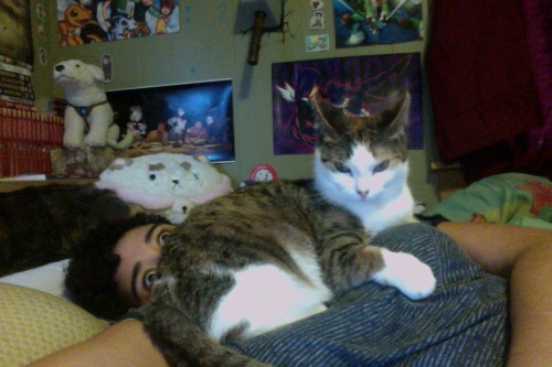 karmacharmeleon18: becketts-one-and-done: maybe-moonbeams: #this is my boob now Your cat looks like 