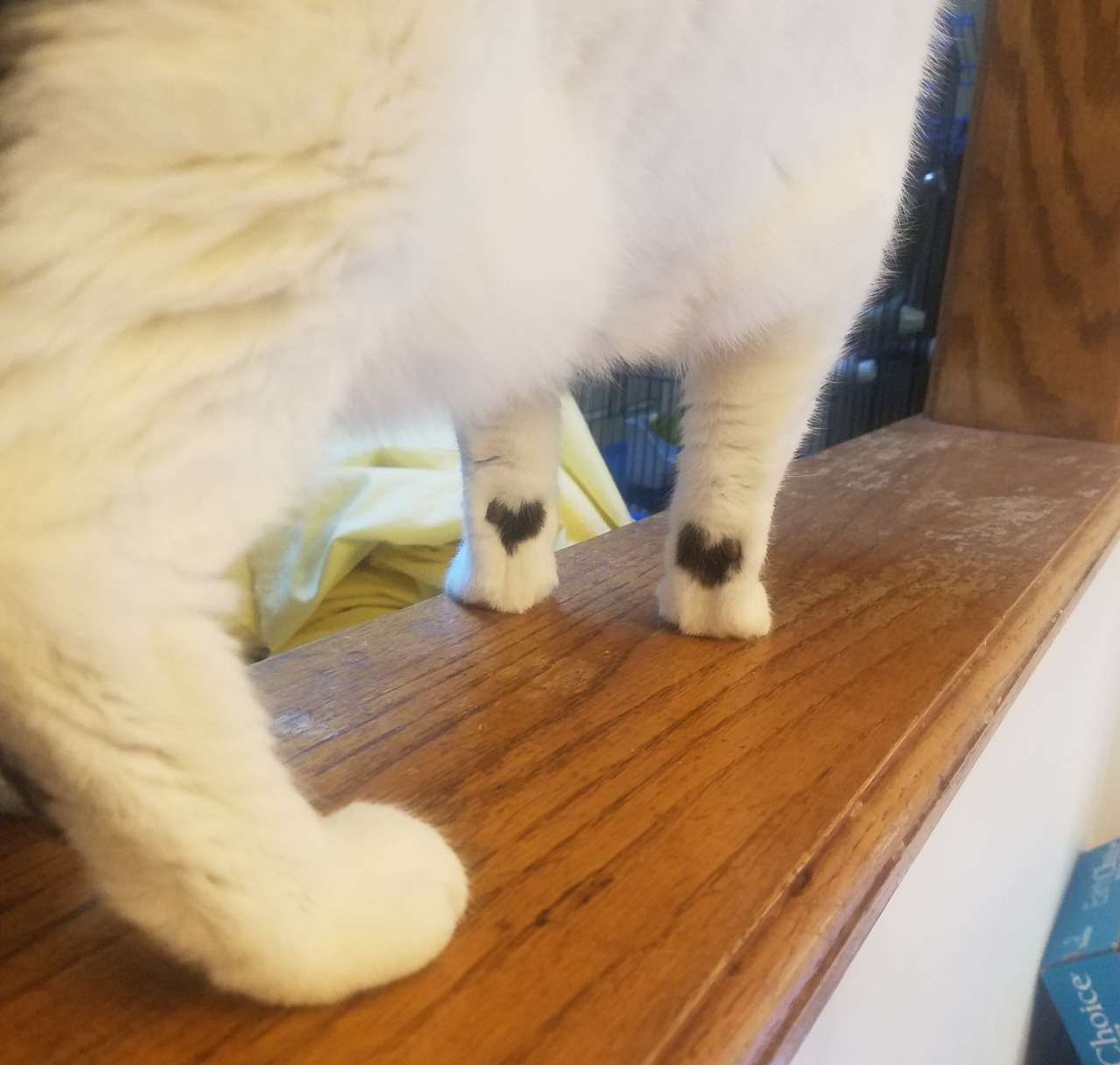 setheverman:  emerald-imperial: please look at my cat’s feet ankle tattoos? lol