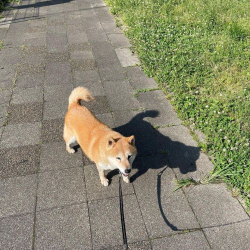 今朝はとても良いお天気ですね #dog #doge #shiba #shibe #shibainu #shibastagram #komugi #柴犬 #赤柴 #しばいぬ #柴犬の小麦さん #14歳 