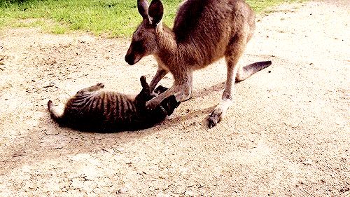 incomparablyme:Video: Friendly Kangaroo Tries to Play with Cat