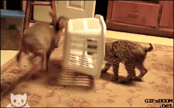 gifsboom:  Deers Gifs  omg too cute! &lt;3