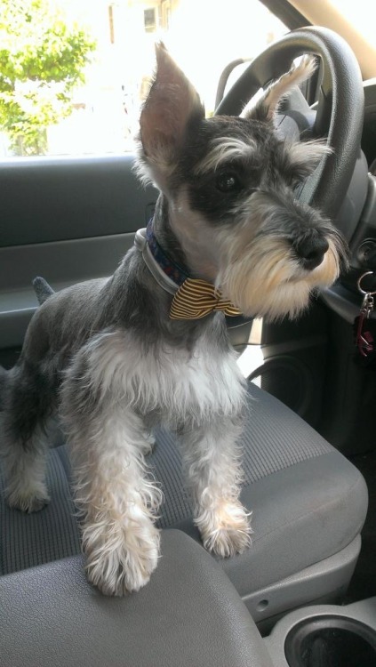 actualdogvines: Oliver! The very handsome 4 month old miniature schnauzer (submitted by leckingtonan