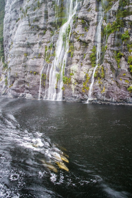 Dolphins and waterfalls at Milford Sound.Milford Sound, Fiordland, South Island, New Zealand