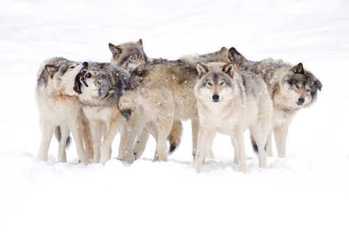 wolvenrealm:  Wolf Photography by Jim Cummings [500px] 