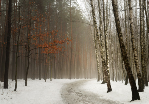 darkface:  Birch occur by ~manroms   Some winter beauty for Spring because I’m just silly like that.