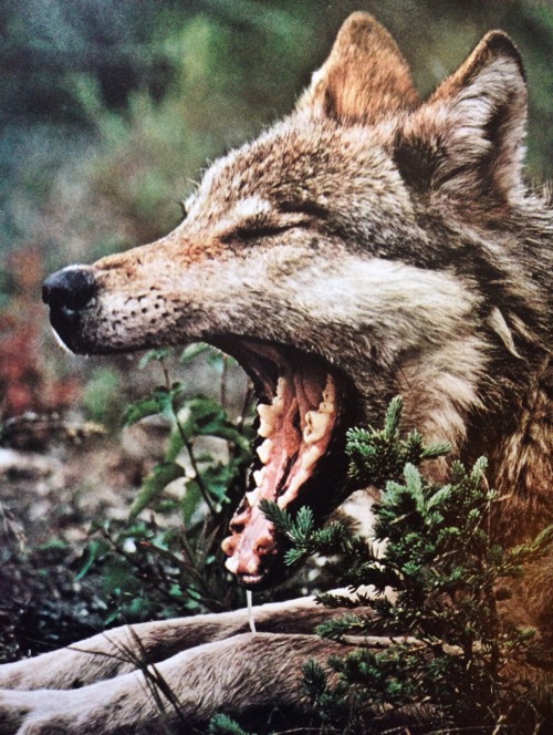 justenoughisplenty:Blunted by time, the teeth of this Alaskan wolf—the dominant female in her pack, 