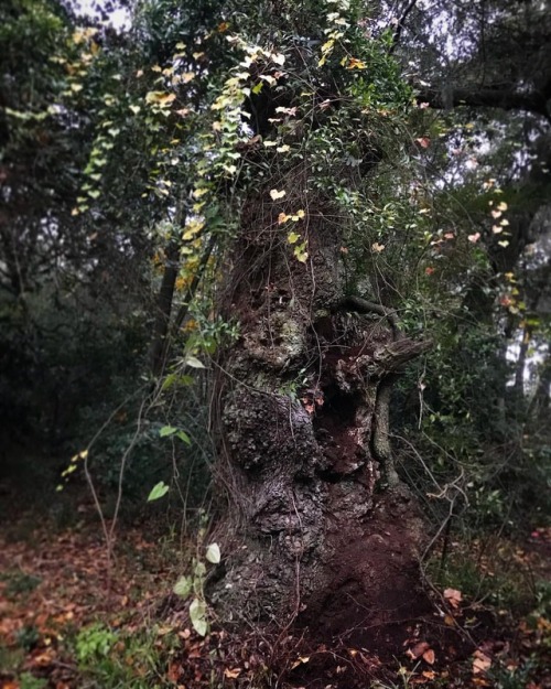 I’m so lucky that this hauntingly beautiful oak is on my property. Believe it or not it has one livi