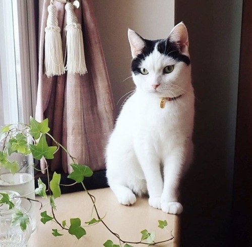 friendly-animals:  (Source)