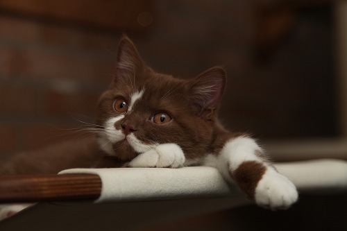 trebled-negrita-princess:adequategatsbys:I have never before seen such a brown kitty.IT LOOKS LIKE A