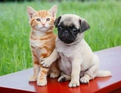 cute-overload:  Best of Palshttp://cute-overload.tumblr.com  Don&rsquo;t move a muscle I sense a disturbance we aren&rsquo;t alone, there someone taking a picture of us don&rsquo;t look I told you not to look!