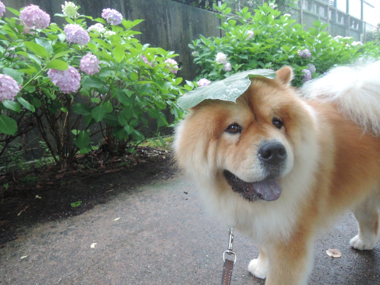 chow29dora:  雨上がりの紫陽花。Hydrangea After Rain. 今年もトトロをイメージしたく、河川敷に群生していたつる草の葉を一枚頭にのせてみたけど、なんか微妙だ。まんまるオツムで柏餅っぽい・・・。Totoro