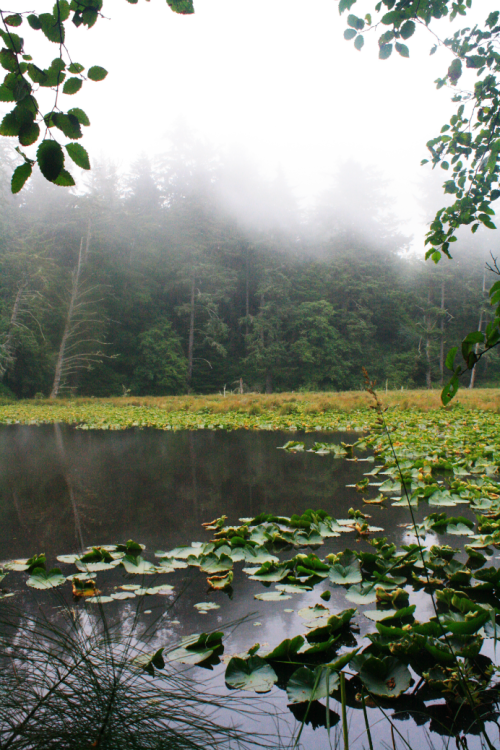 bright-witch:◈ Pacific Northwest photography by Michelle N.W. ◈ ◈ Print Shop ◈ Blog ◈ Flickr ◈ ◈ Ple