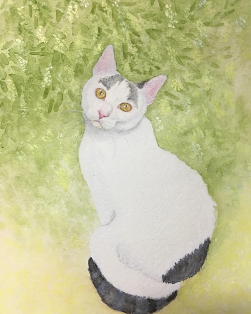 はっちゃん。#猫 #cat #水彩画 #watercolor #illustration #猫の絵 #猫絵 https://www.instagram.com/hamycoby/p/Br5ipDlFh