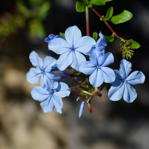 Took some pictures of some pretty flowers!