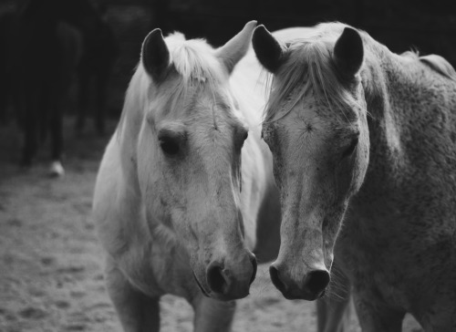tolackcolour:Sie and Zina’s friendship is so sweet..