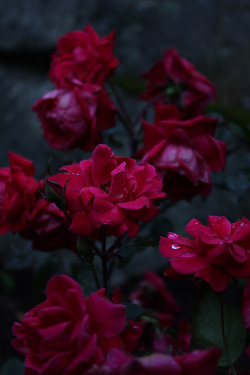 Plasmatics-Life:  Red Roses ~ By Debojyoti Basu