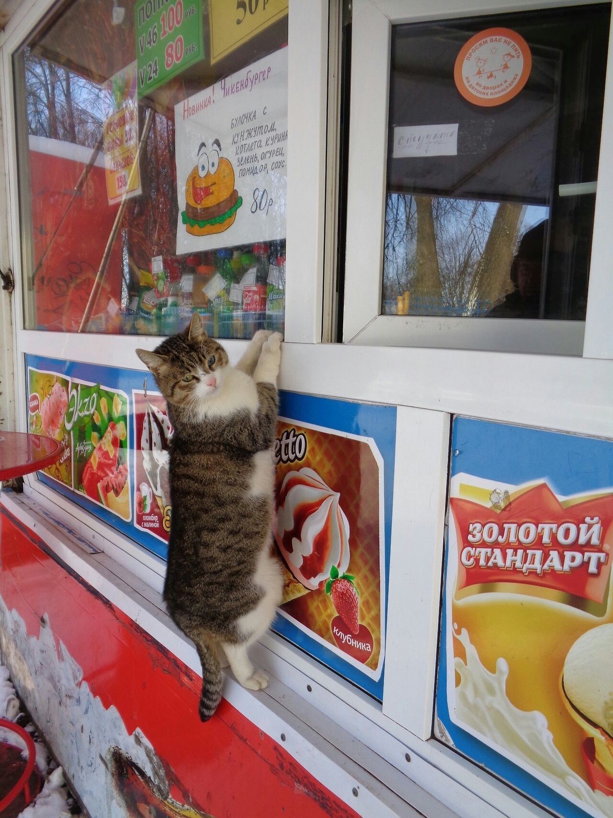catasters: