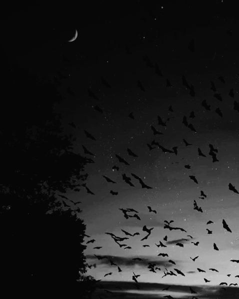 bats 🦇 | Tumblr