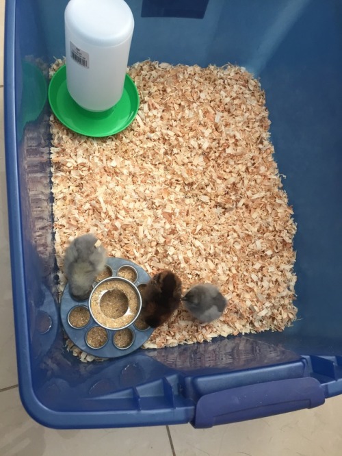 bukbot: ghoulsjw:   bukbot:  elaboratelysimple:  New birds!  Birds ! GOT RUN OVER BY A CAR?  No, Bukbot!! They’re just babies!   Birds !  Birds ! 
