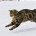 heavensickness:I googled “how fast can cats run” and the images are making me cry