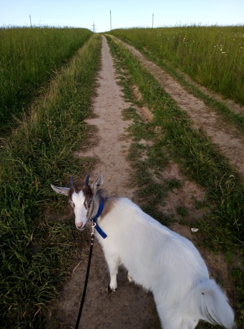 goatkids