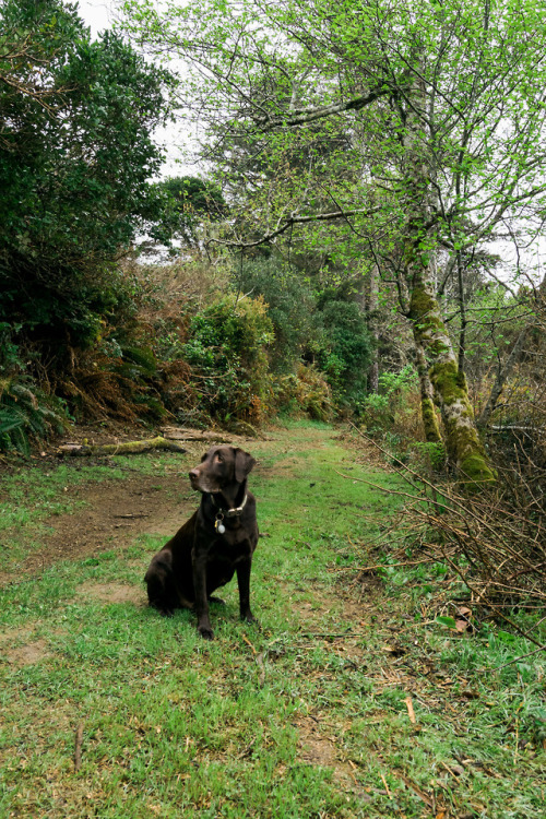 Bear, Chocolate Labrador