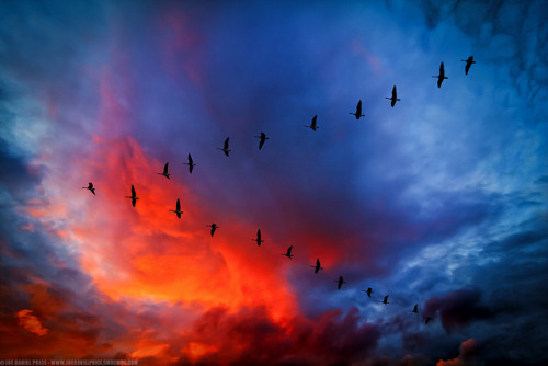 Canada Geese V formation by Fragga on Flickr.