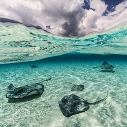 phototoartguy:  Photo by @daviddoubilet Southern #Stingrays glide across #NorthSound #GrandCayman, the perfect stage created by sun, sand and clouds. The rays have become ocean ambassadors greeting thousands of tourists each day in this waist deep water.