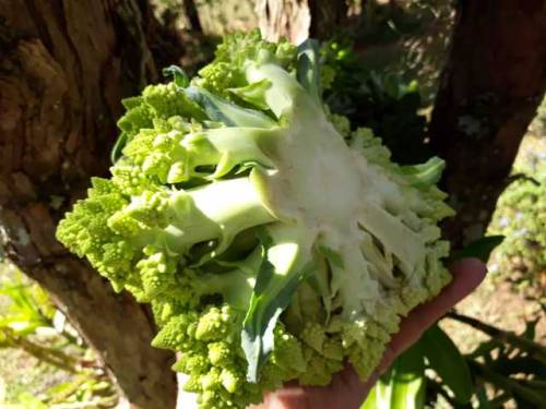 Romanesco (Brassica oleracea var. botrytis)