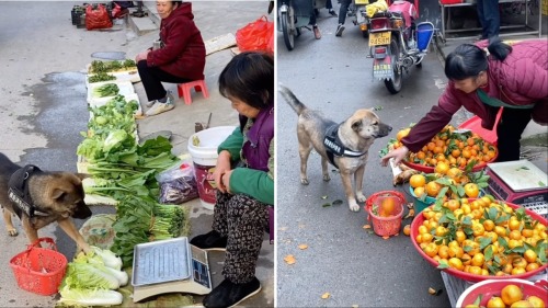 laughingsquid:
“Clever Dog With a Little Red Basket Goes Goes Grocery Shopping for Her Human at a Farmers Market
”