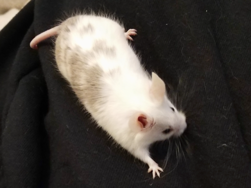 nintendont: perfect animal.. please.. appreciate Her..