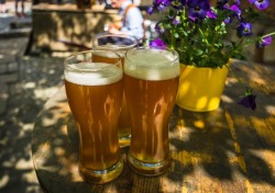 oupacademic:  Today is International Beer Day! We have selected four facts about beer-making for you to celebrate the occasion, perhaps while enjoying a cold brew…Ale and stout are created using different yeasts, some of which contain ‘lager­–