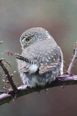 lsleofskye:  Northern Pygmy Owl