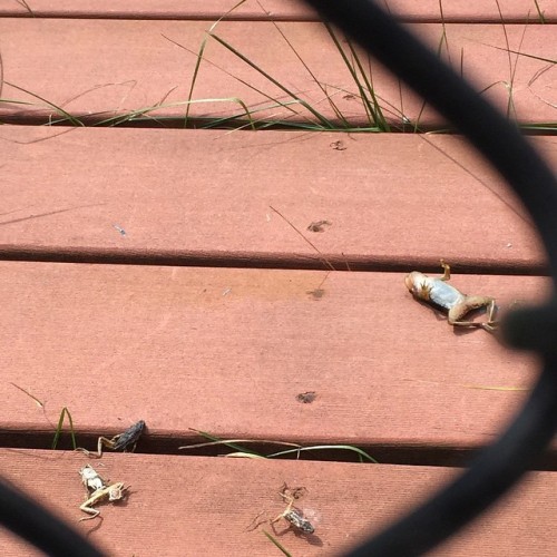dead frogs :(
