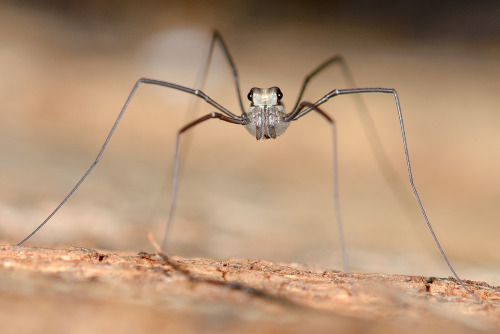 onenicebugperday:Harvestman, Caddo agilis, OpilionesFound primarily in the northeastern United State