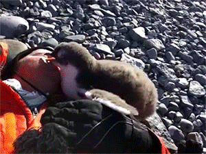 sizvideos:  Baby Penguin Hug Video 
