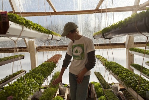 solarpunk-aesthetic:Deep Winter GreenhouseParadox Farm, University of MinnesotaThese greenhouses are