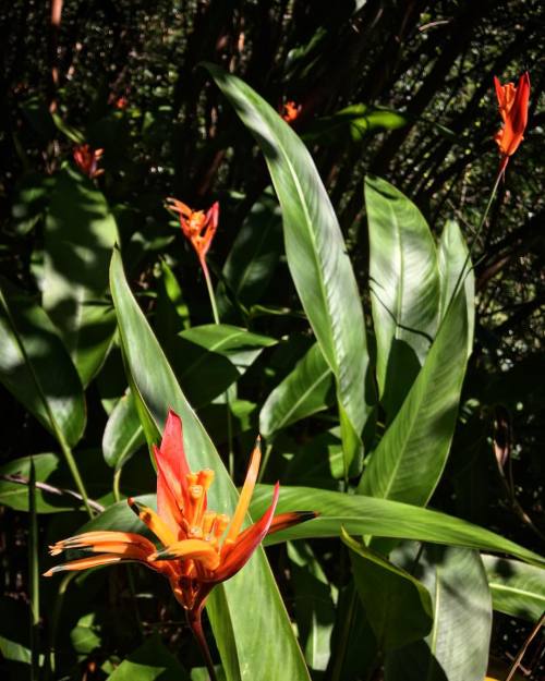 outdoorjunkiez: Wild #heleconia variety to sweeten up the #jungle #hiking. #outdoorjunkiez #hawaii 