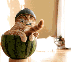 gifsboom:  Cat with Watermelon. [video] 