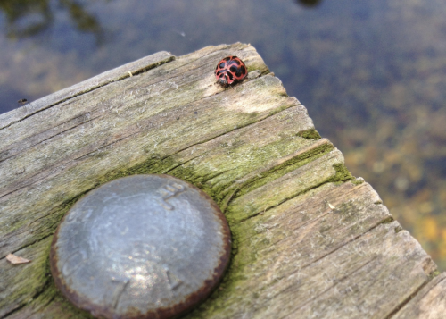 (deer photo here x, ladybug photo is mine, ladybug &amp; clover photo here x, clover photo here x, t