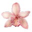 bittermotif