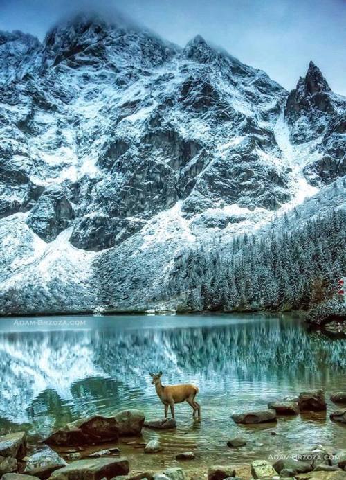 Photo by Adam-Brzoza.com, public domain #winter#tatrypolskie#roe-deer