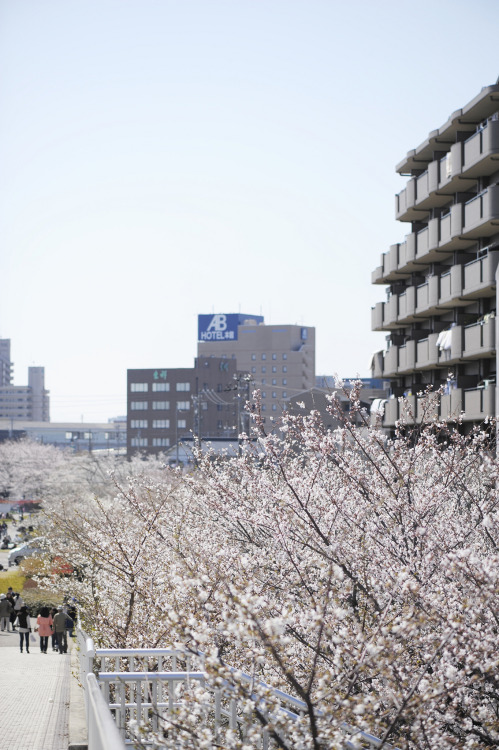 20120408 Meiji-yousui 2 by Bong GritVia Flickr:***** Tonecurve was retouched. *****三河安城駅近くはこんな桜並木。マン