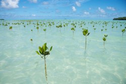 reddlr-earthporn: The beaches of Tuvalu,