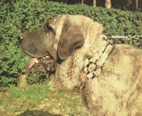 livestockguardiangod: Brindle Spanish Mastiff, source