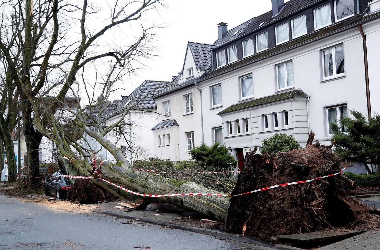 FUERTE TEMPORAL EN ALEMANIA. Una persona murió y varias resultaron heridas en el oeste de Alemania por la caída de árboles y ramas derribados por los vientos del temporal Friederike, que azota el país y ha obligado a paralizar el tráfico ferroviario...