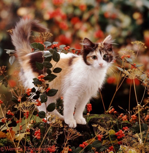 pagewoman:Cat Amongst Autumn Berries ☆ by Warren Photographic