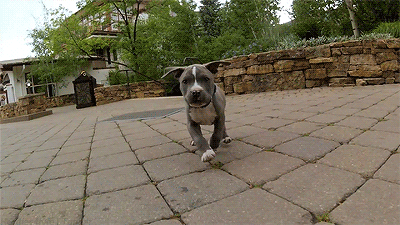 the-white-burns:  ah yes, the most terrifying and aggressive dog ever: the pitbull 