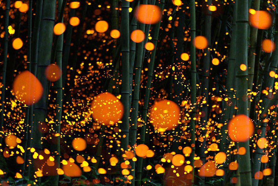 culturenlifestyle: Gold Fireflies Dance Through Japanese Enchanted Forest in the